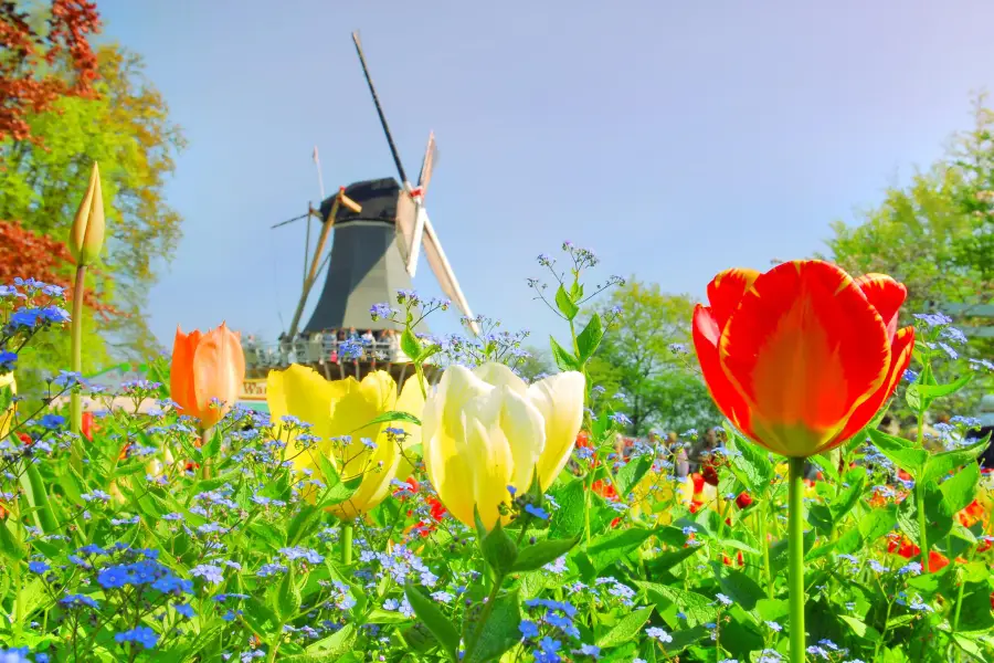 Keukenhof (Jardín de la Cocina)