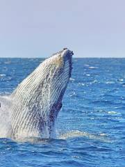 Ocean Tracker遊輪觀鯨之旅