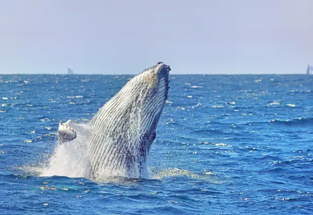Whale Watching At Sea in Sydney