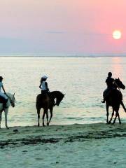 Le Morne Brabant Horse Riding