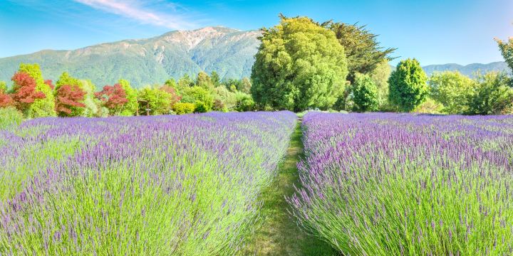 Lavendyl - Kaikoura Lavender Farm