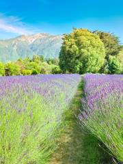 Lavendyl - Kaikoura Lavender Farm