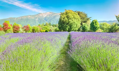 Lavendyl - Kaikoura Lavender Farm