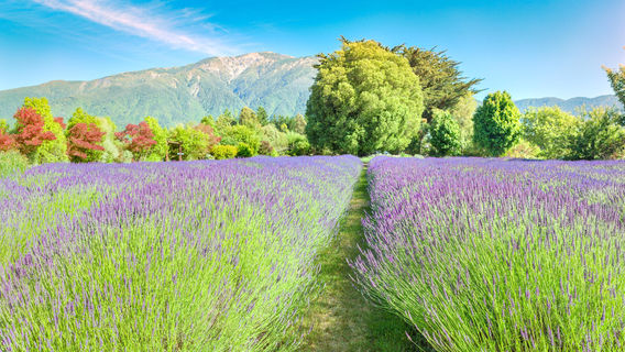 Lavendyl - Kaikoura Lavender Farm