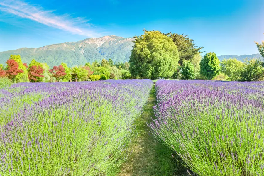 Lavendyl - Kaikoura Lavender Farm