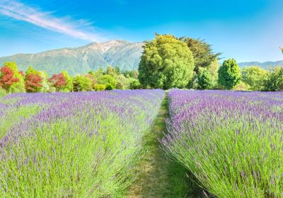 Lavendyl - Kaikoura Lavender Farm