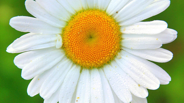 The State Botanical Garden of Georgia