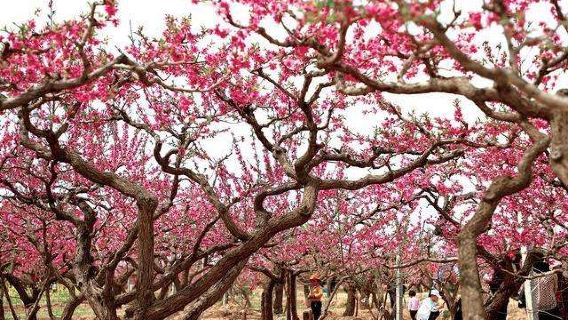 Minhe Peach Garden