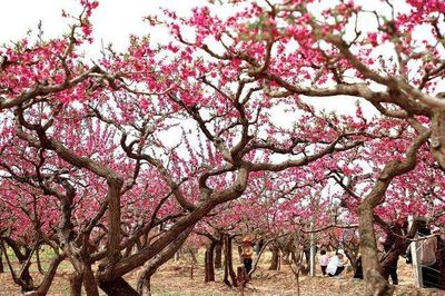 Minhe Peach Garden