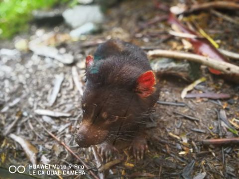 タスマニアン デビル アンズーのレビュー タスマニアン デビル アンズーのチケット タスマニアン デビル アンズーの割引 タスマニアン デビル アンズーの交通機関 所在地 営業時間 タスマニアン デビル アンズー周辺の観光スポット ホテル グルメ