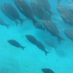 Oceanwild cafe and Prawnsales.com User Photo