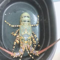 Great Wall Restaurant User Photo