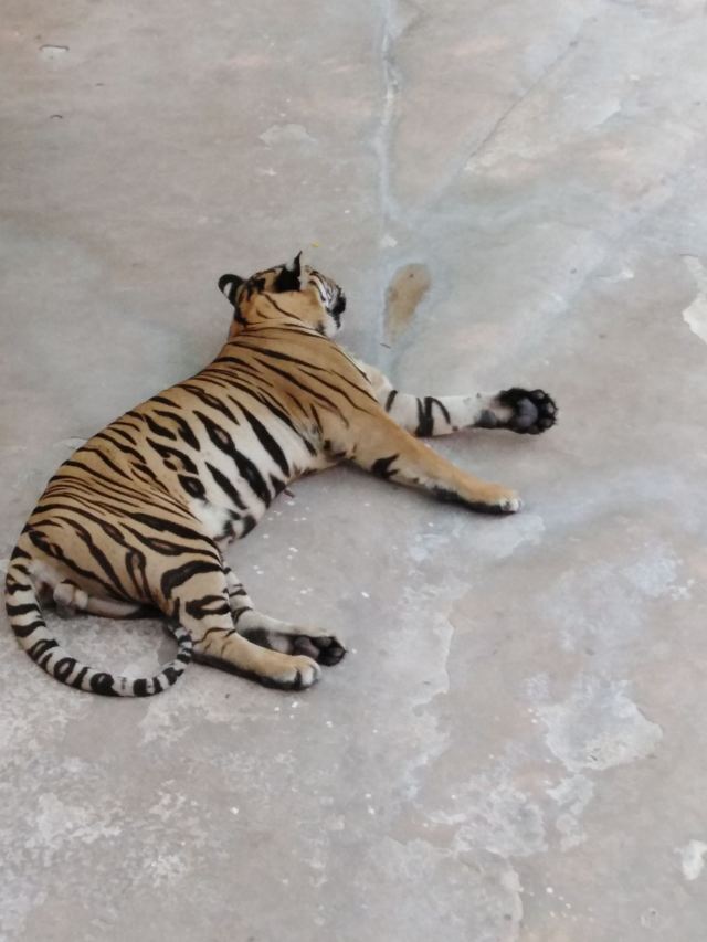 是拉差龍虎園