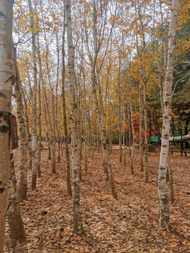Nami Island