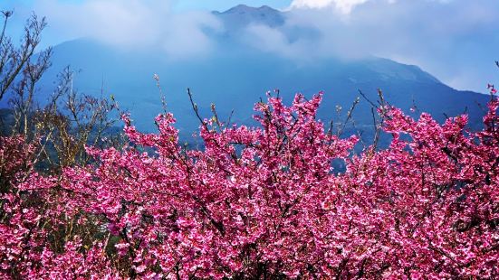 陽明山前山一處谷地，在此山谷中種植了數量眾多的山櫻花，由於氣