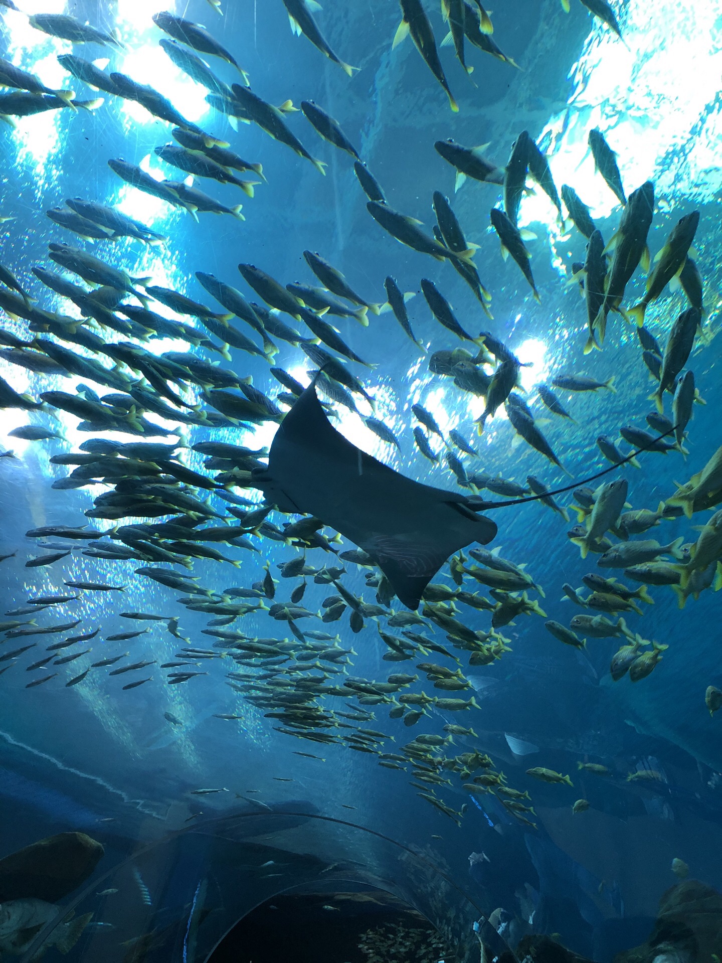アトランタ ジョージア水族館 評判 案内 トリップドットコム アトランタ ジョージア水族館 評判 案内 トリップドットコム