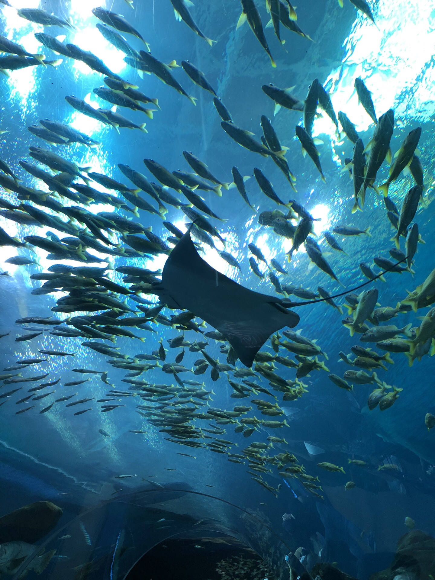 アトランタ ジョージア水族館 評判 案内 トリップドットコム