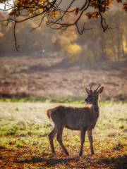 Richmond Park