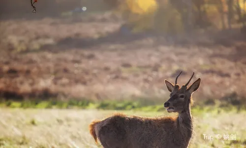 Richmond Park