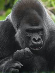 リンカーン・パーク動物園