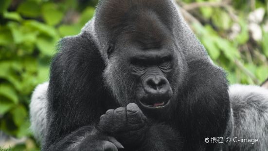 林肯公園動物園