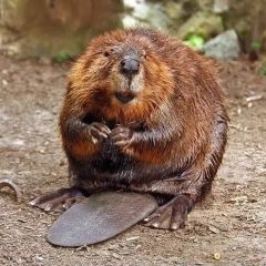 BeaverTails Banff (East) User Photo
