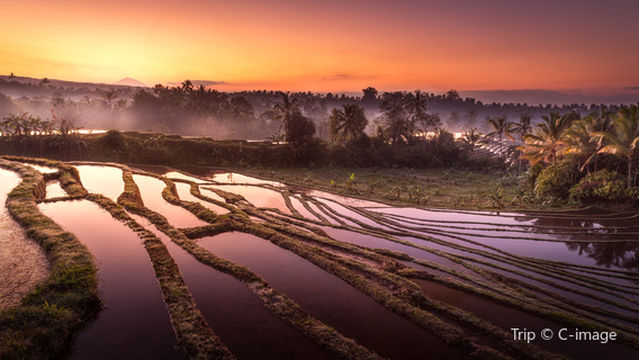 Terraced Fields Viewing in Bali