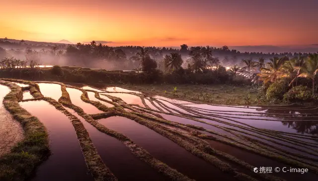 Terraced Fields Viewing in Bali