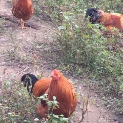 XINGLONG CHARACTERISTIC LEISURE FARM User Photo