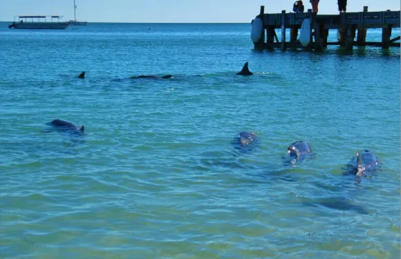 The Boughshed Restaurant