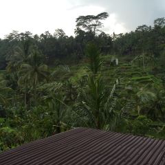 Bali Asli User Photo