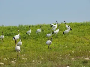 Heilongjiang Zhalong State Class Nature Reserve
