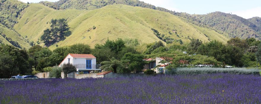 Lavender Creek Farm