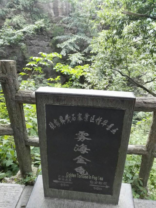 霧海金龜
