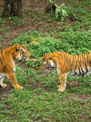 ジョホール動物園