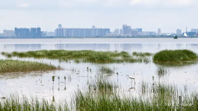 Mai Po Nature Reserve