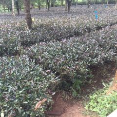 大益茶庭張用戶圖片