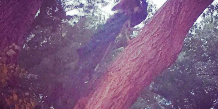 E & J Smokehouse and Grill