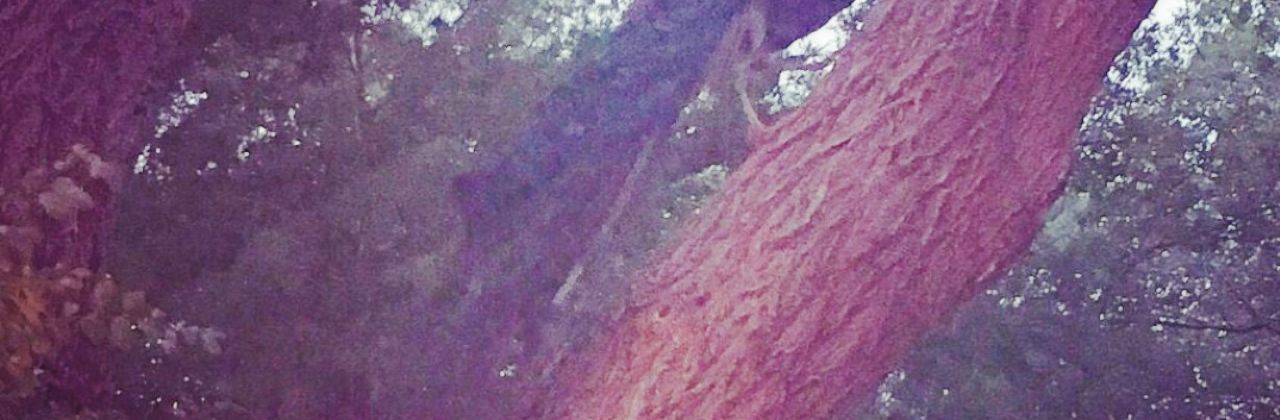 E & J Smokehouse and Grill