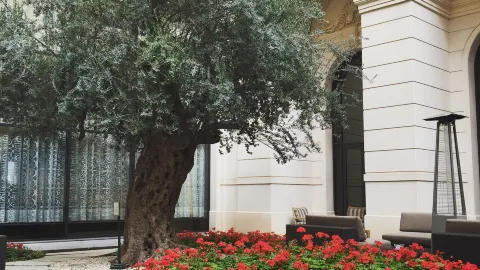 CHORISIA in Riyadh