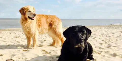 Gun Hill Beach Kiosk Southwold