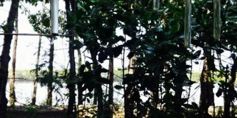 Resto Pringsewu Tegal