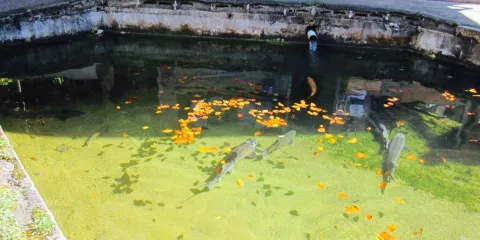 Herzogliche Fischzucht