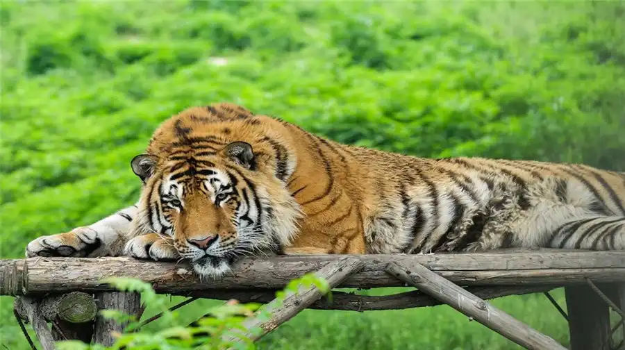 4_秦嶺野生動物園