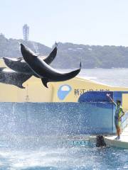 新江之島水族館