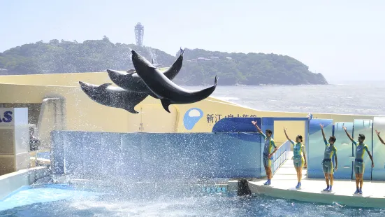 新江之島水族館