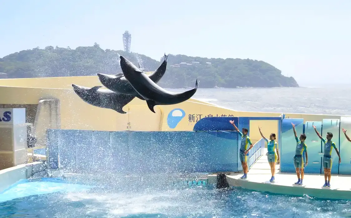 Các khách sạn gần Enoshima Aquarium