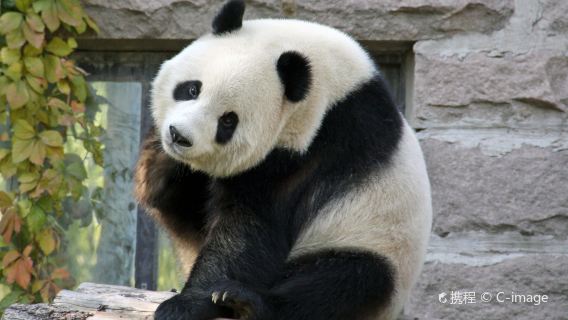 ChengduTours