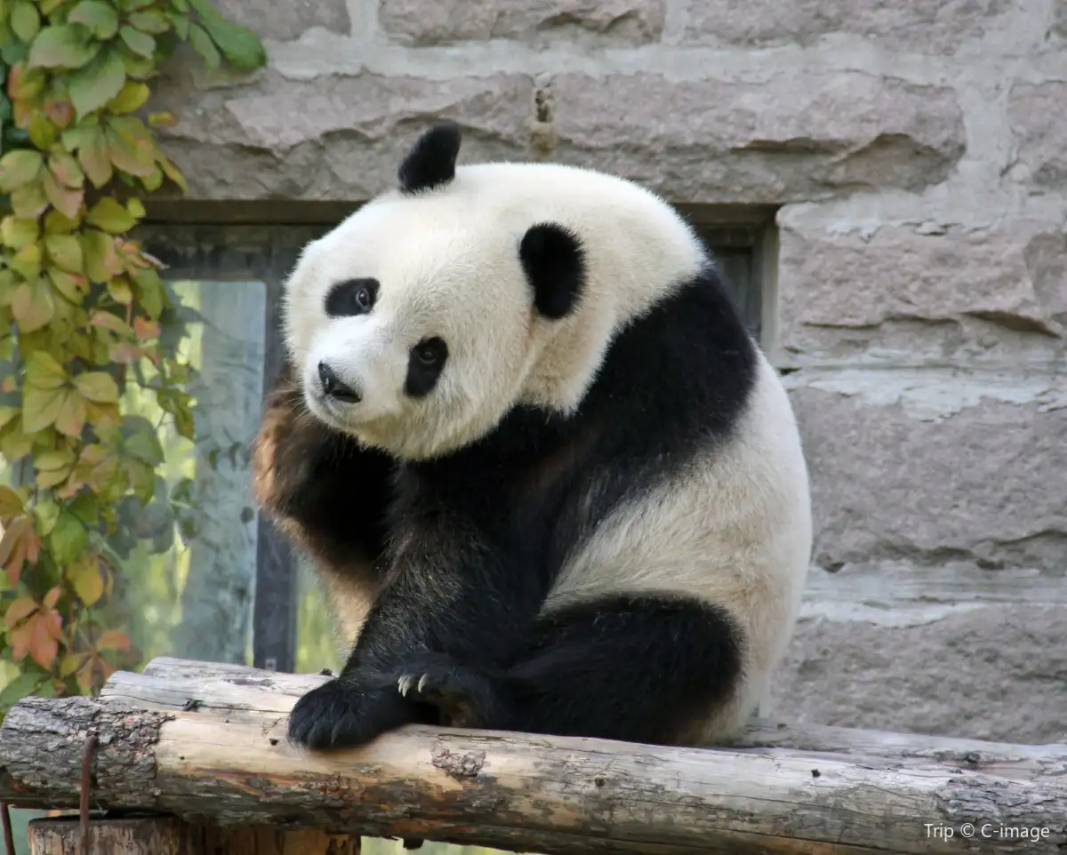 Chengdu Research Base of Giant Panda Breeding