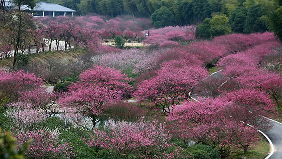 Oriental Plum Garden